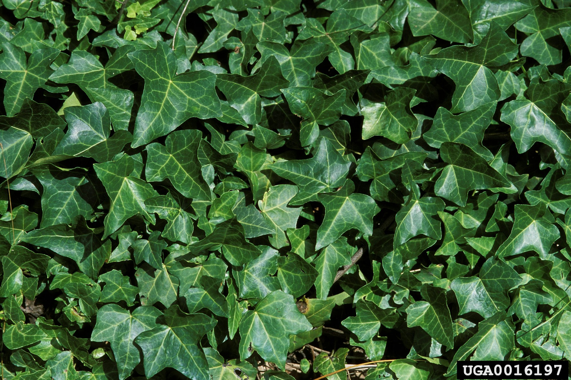 A dense patch of green ivy leaves.