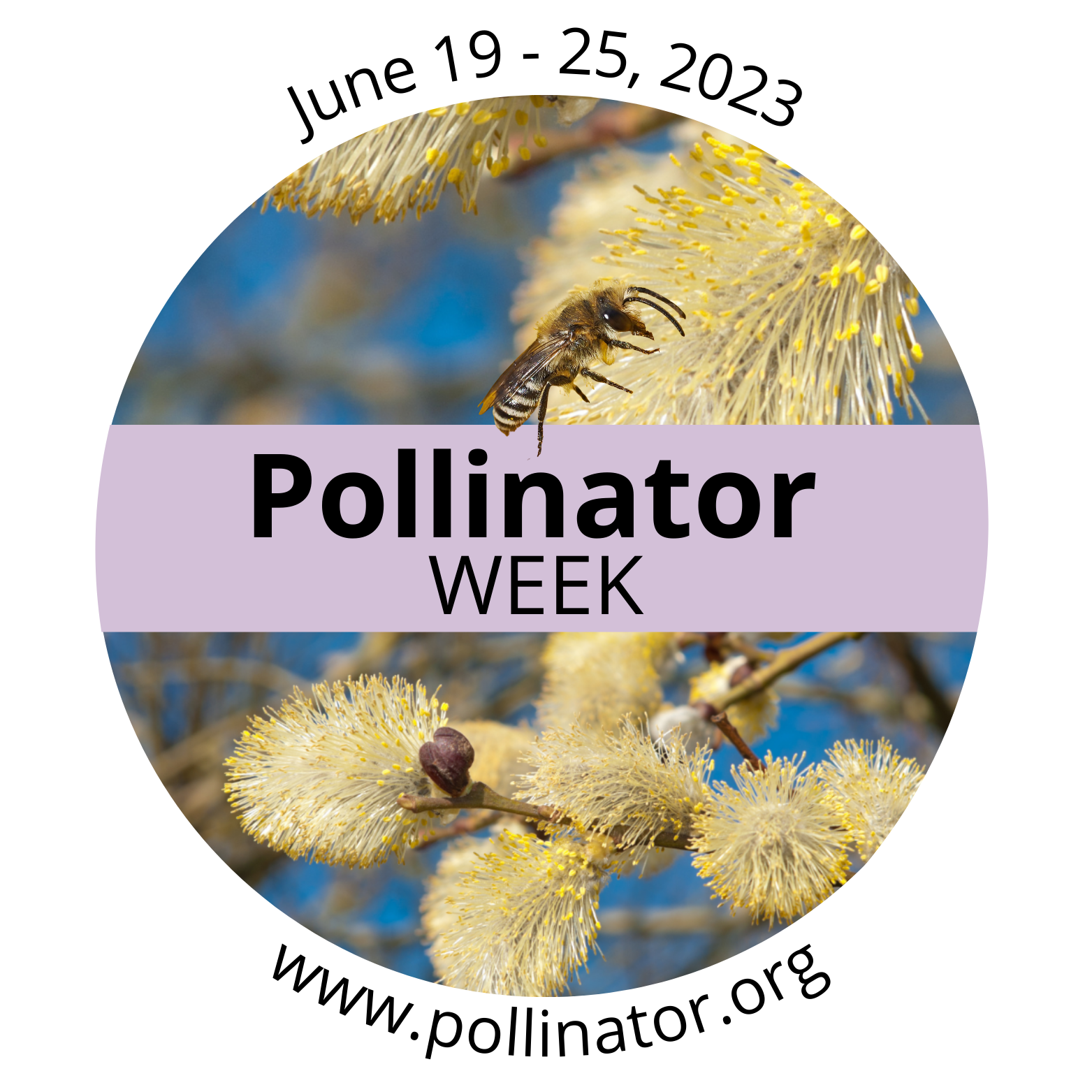 May contain: plant, pollen, animal, bee, insect, invertebrate, wasp, honey bee, and apidae