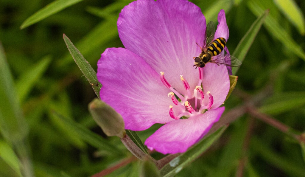 May contain: plant, pollen, flower, geranium, animal, bee, insect, invertebrate, wasp, petal, honey bee, apidae, and anther