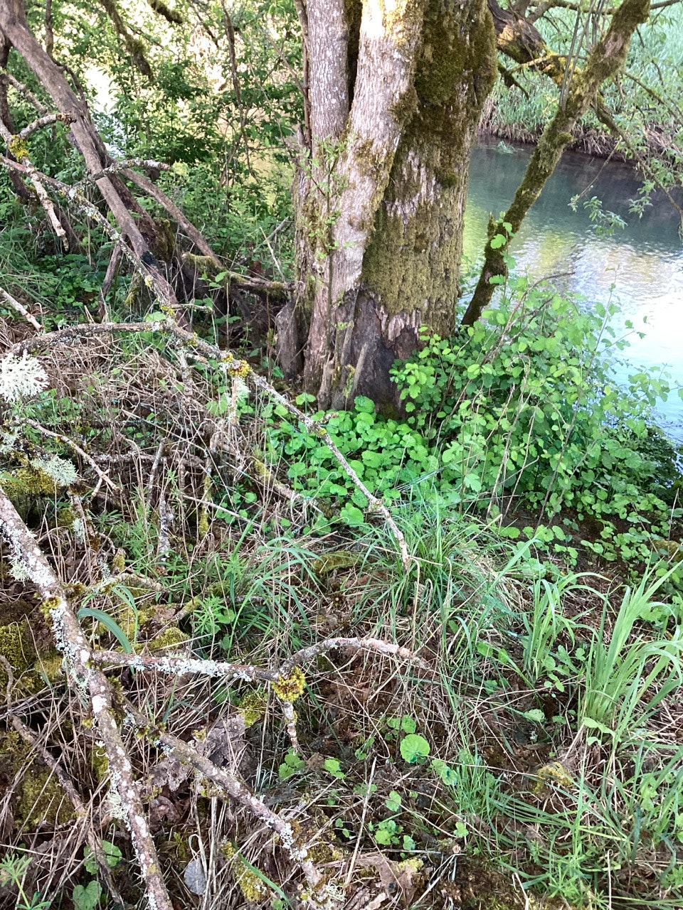 Fallen mossy logs, green foliage, and a glimpse of a calm river. (Upside-down photo)