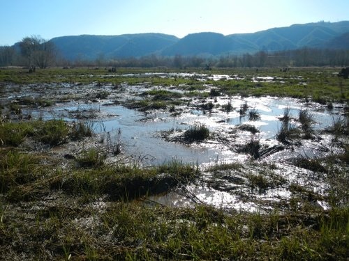 May contain: land, nature, outdoors, swamp, and water