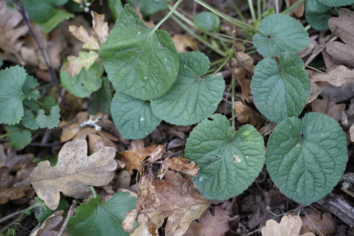 Green and brown leaves on the ground in a natural setting.