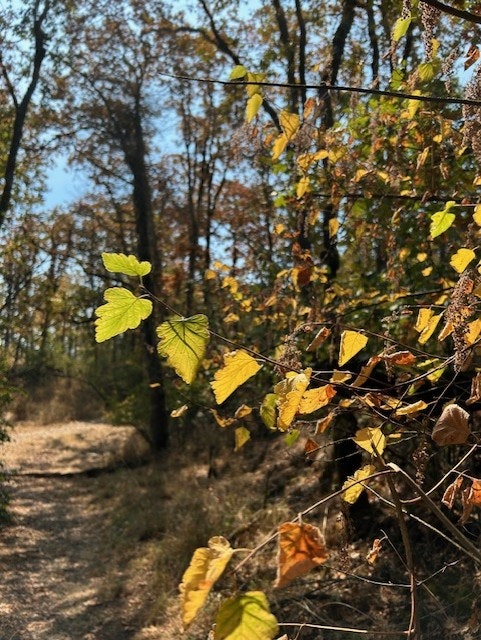 A forest path with sunlight filtering through trees; green and brown leaves dominate the scene.