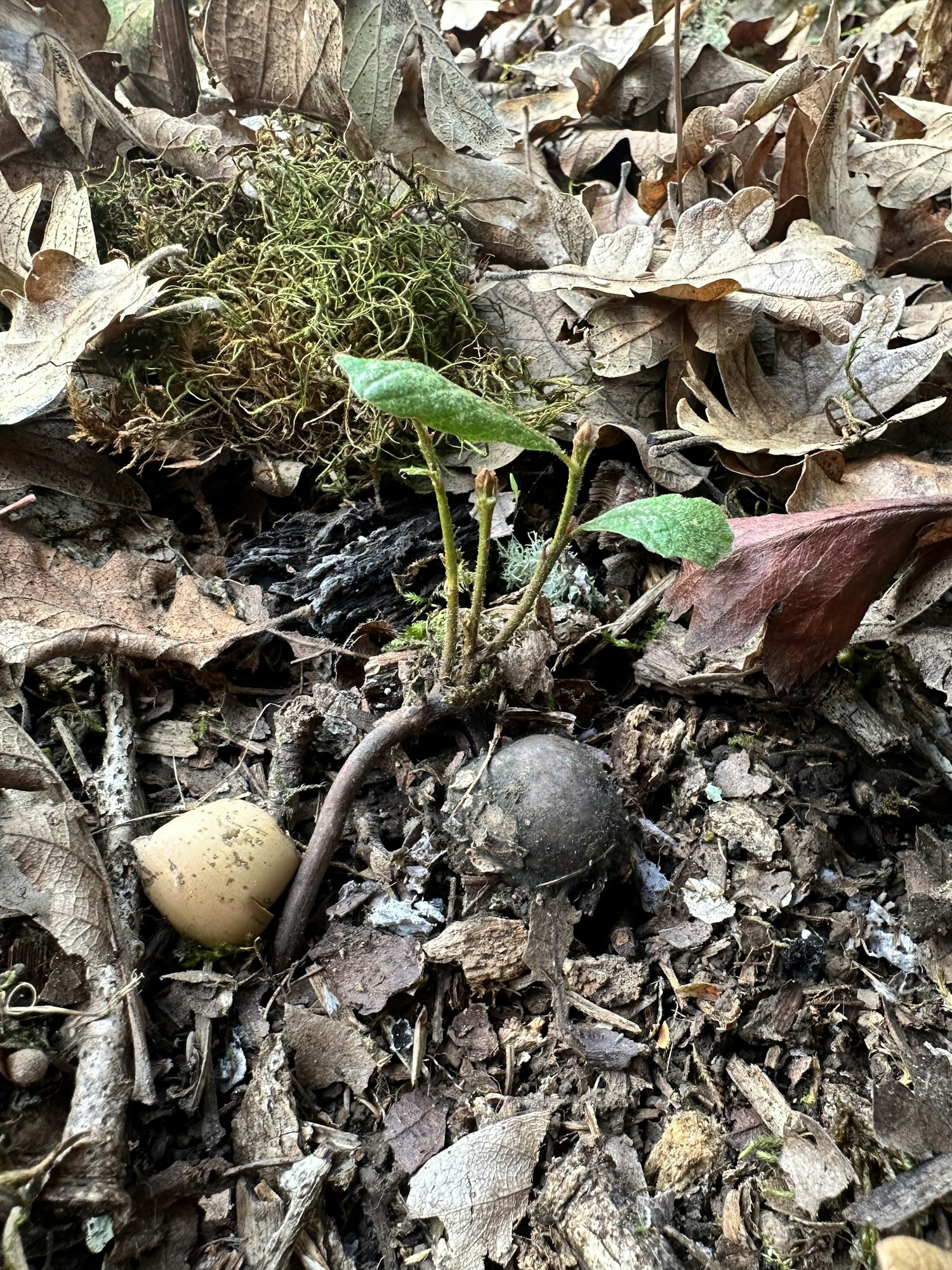 Dried leaves, a small mushroom, moss, and green plant sprouts scattered on the forest floor.