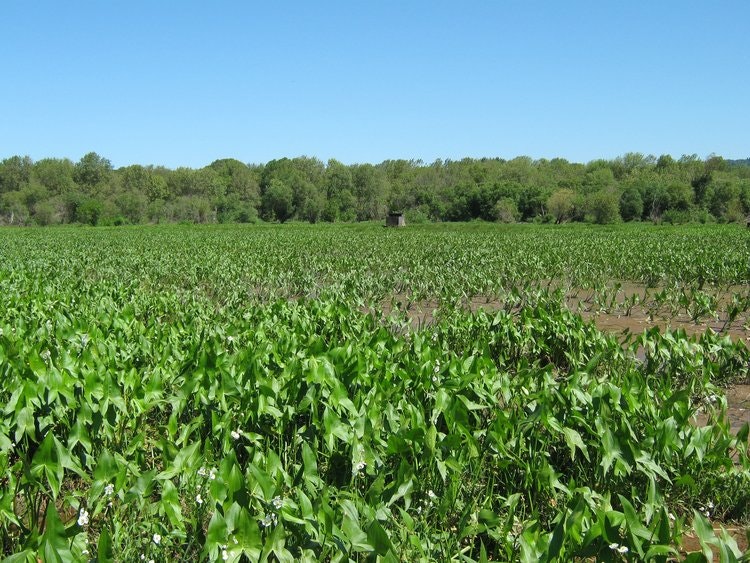May contain: field, plant, vegetation, agriculture, countryside, nature, outdoors, soil, land, and grass