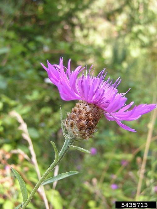 May contain: flower, plant, daisy, purple, and thistle