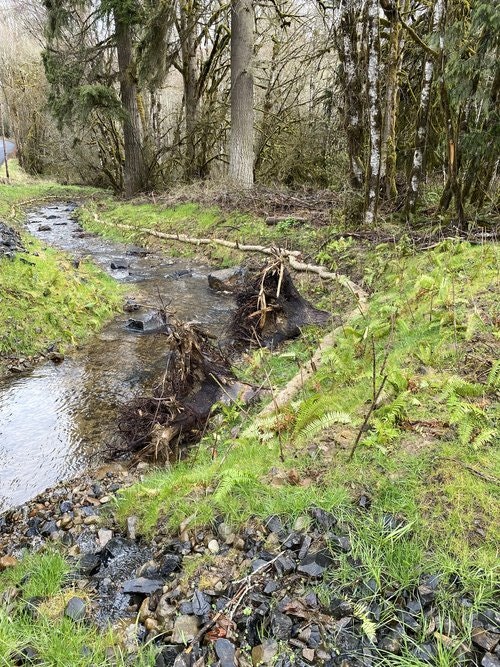 May contain: plant, vegetation, land, nature, outdoors, tree, woodland, water, stream, and creek