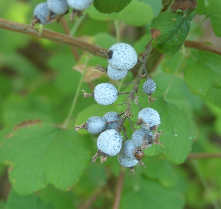 May contain: berry, blueberry, food, fruit, plant, produce, and leaf