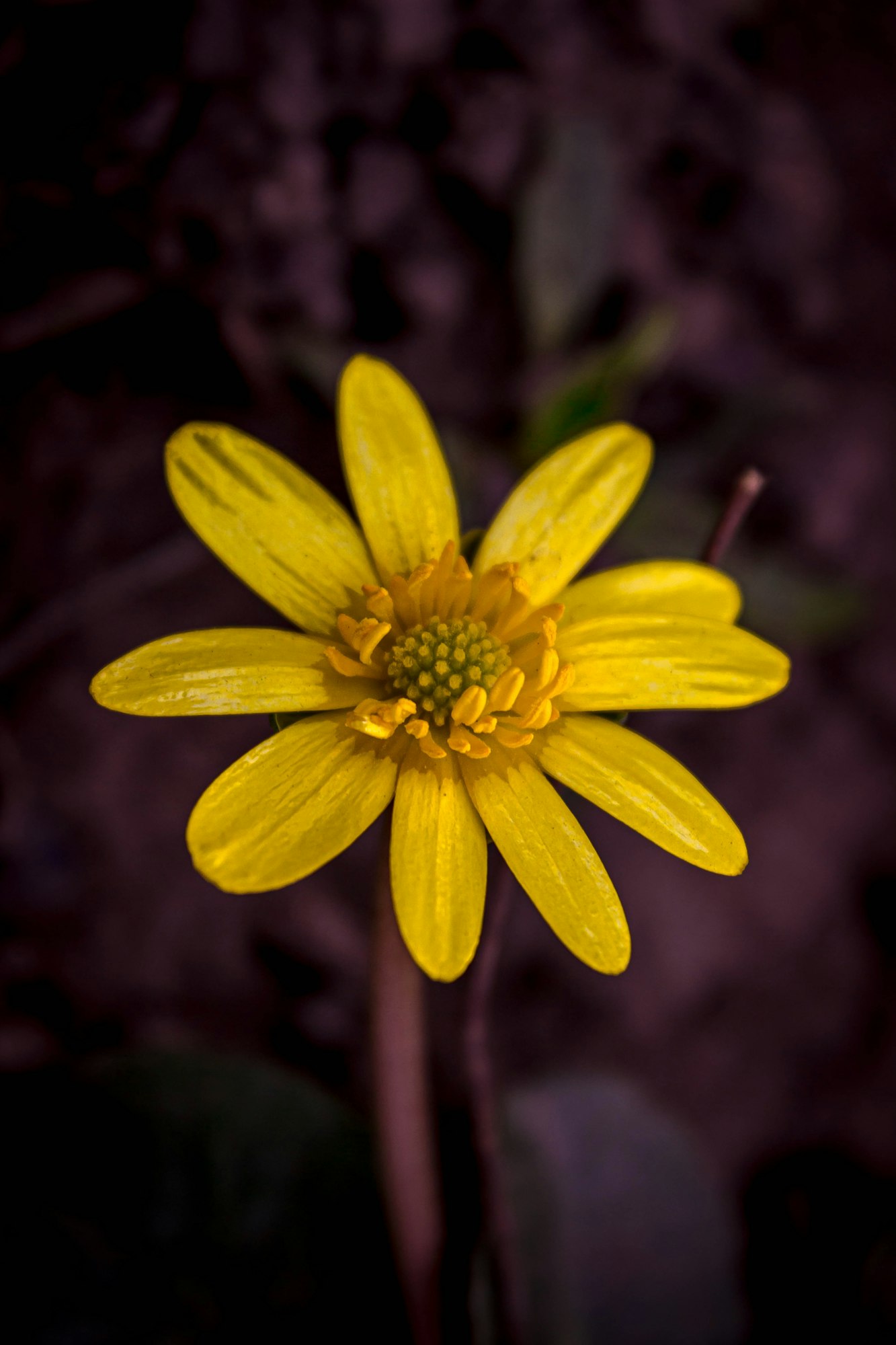 May contain: plant, pollen, daisy, flower, and anemone
