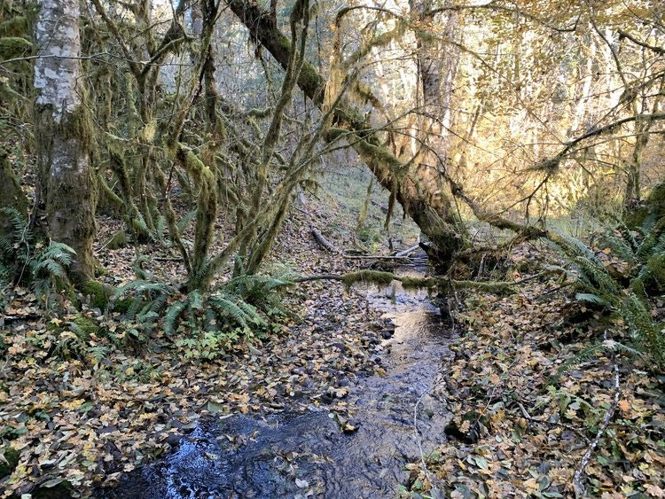 May contain: plant, vegetation, land, nature, outdoors, rainforest, tree, woodland, stream, water, creek, wilderness, jungle, and grove