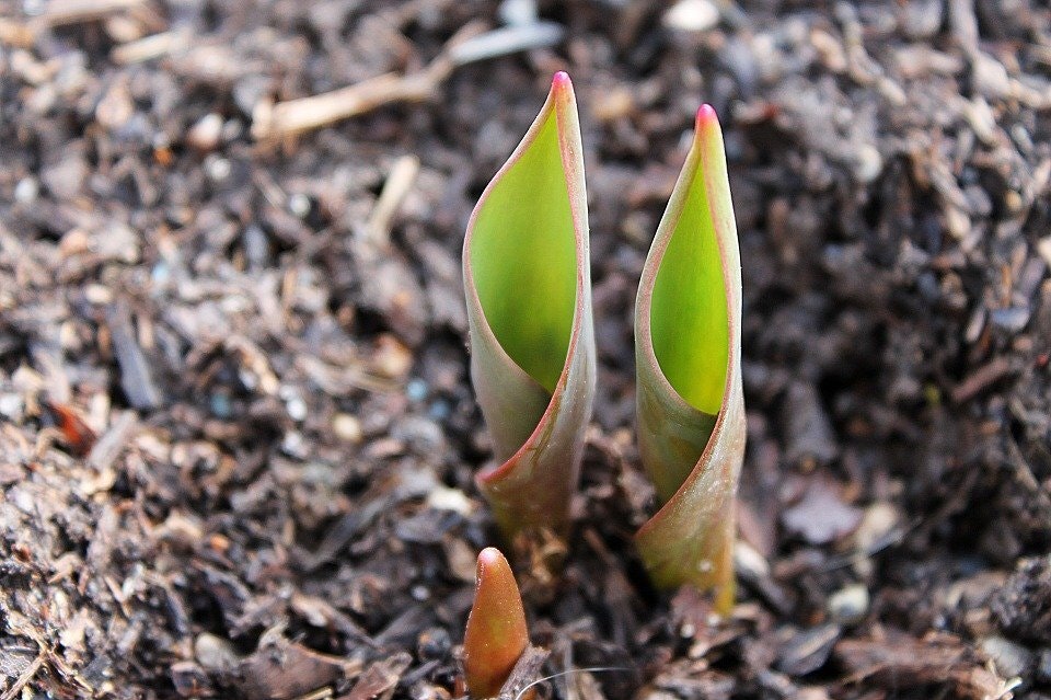 May contain: bud, flower, plant, sprout, and soil