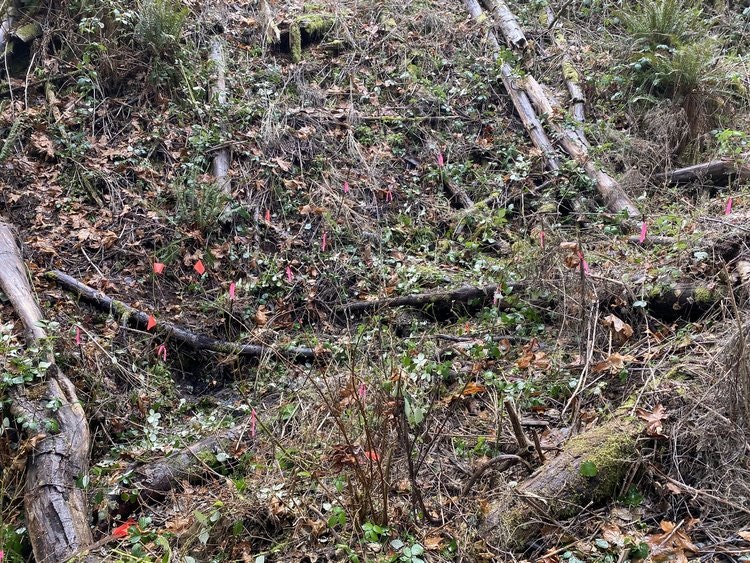 May contain: nature, outdoors, wilderness, soil, plant, vegetation, land, tree, woodland, and ground