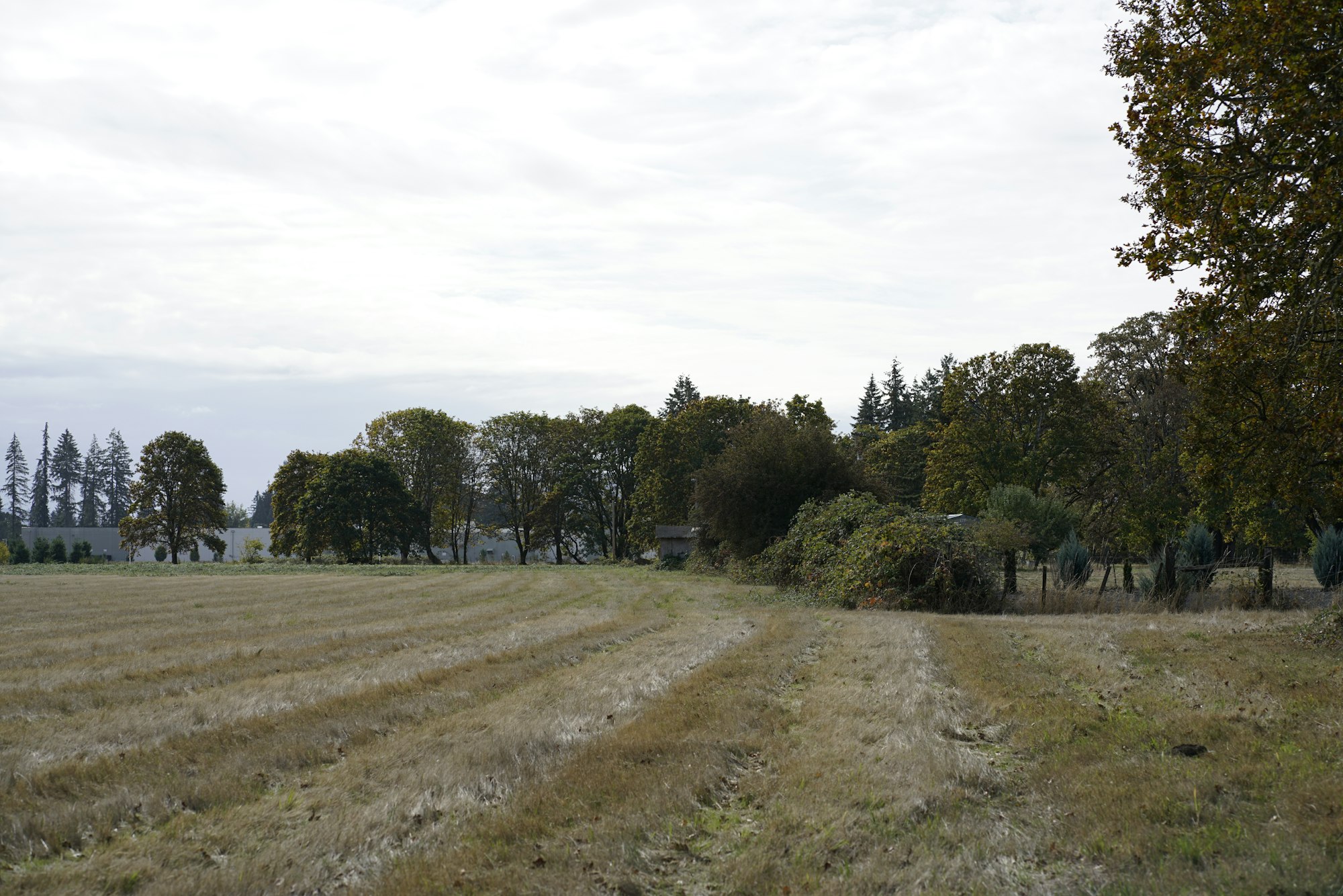 A grassy field with trees and bushes in the background under a cloudy sky.