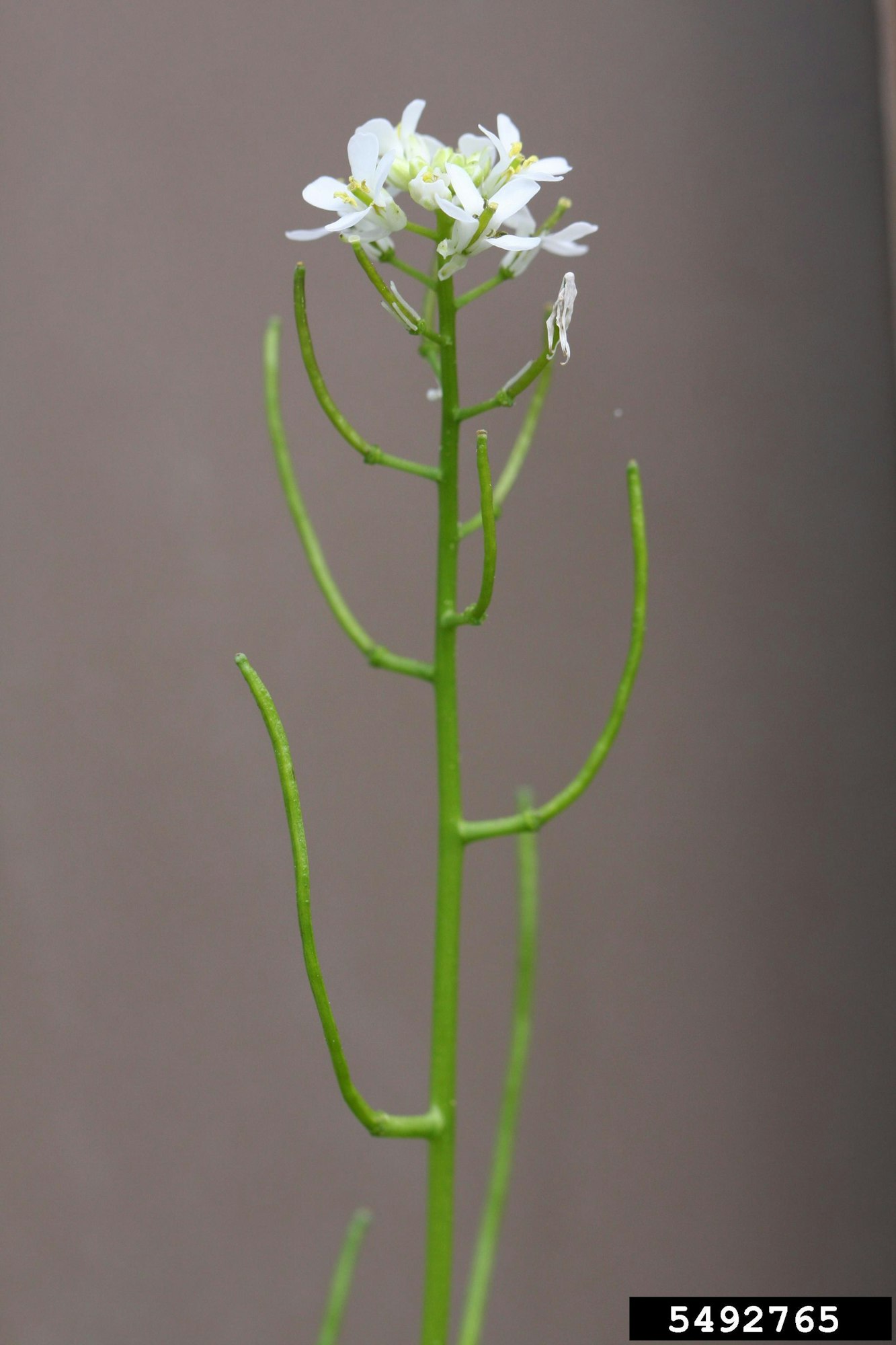 May contain: anther, flower, and plant