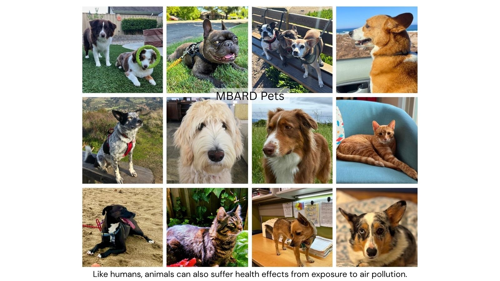 A collage of various pets, primarily dogs and a cat, emphasizing their companionship and health concerns related to air pollution.