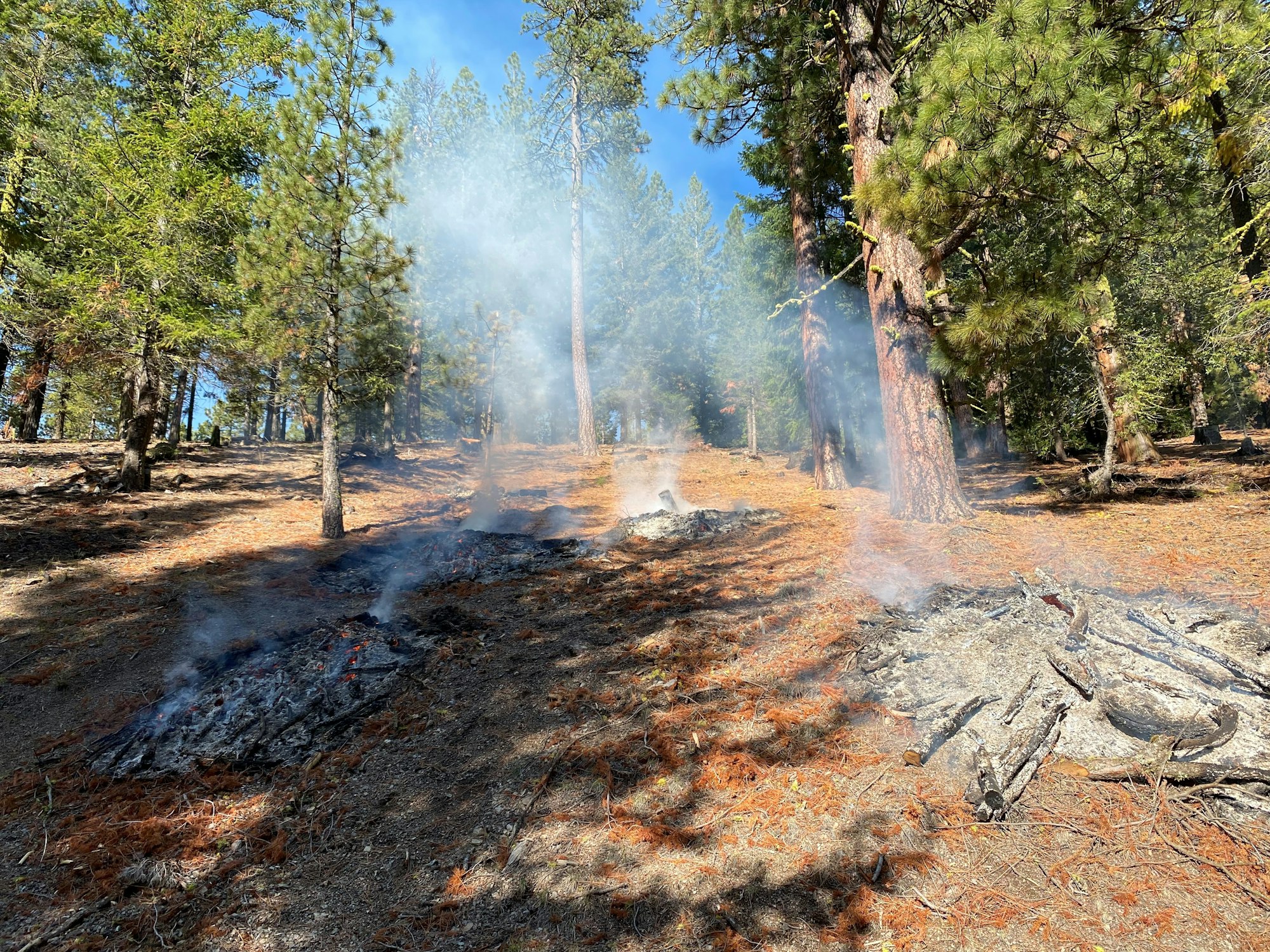 A forest floor with smoldering areas and smoke rising among the trees.