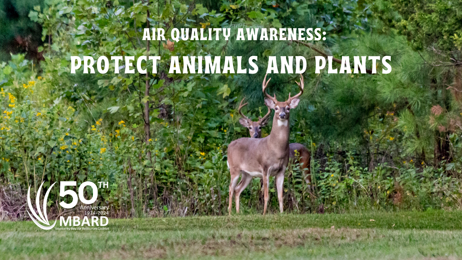 Deer in a forest with text: "Air Quality Awareness: Protect Animals and Plants" and "50th Anniversary MBARD."