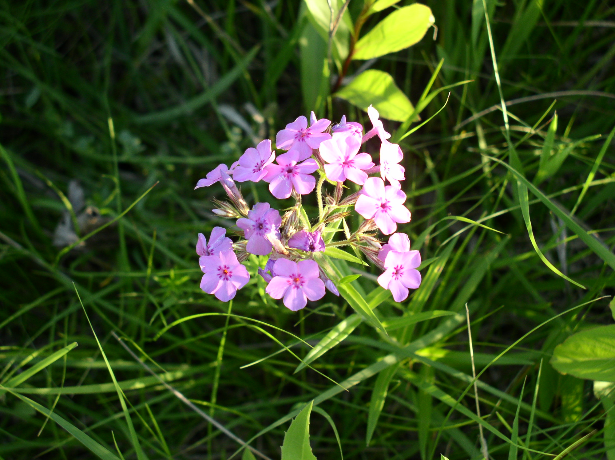May contain: flower, geranium, plant, and petal