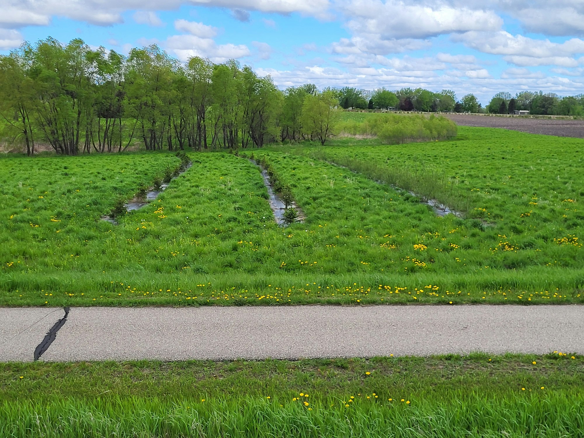 Green field with tire tracks, yellow flowers, trees, and a cloudy sky.