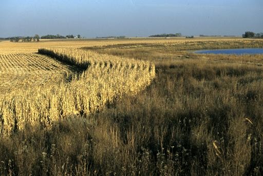 Agricultural field with a patch of unharvested crop, surrounded by wild grasses and a small body of water under a clear sky.