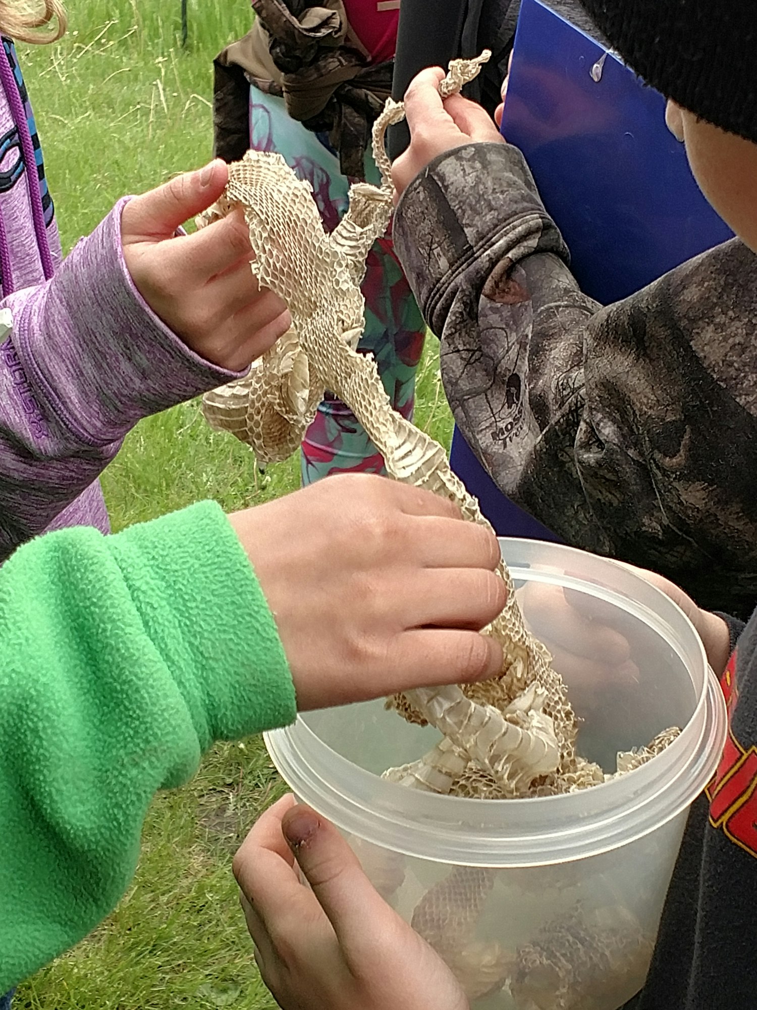 People examining a snake skin in a plastic container outdoors.