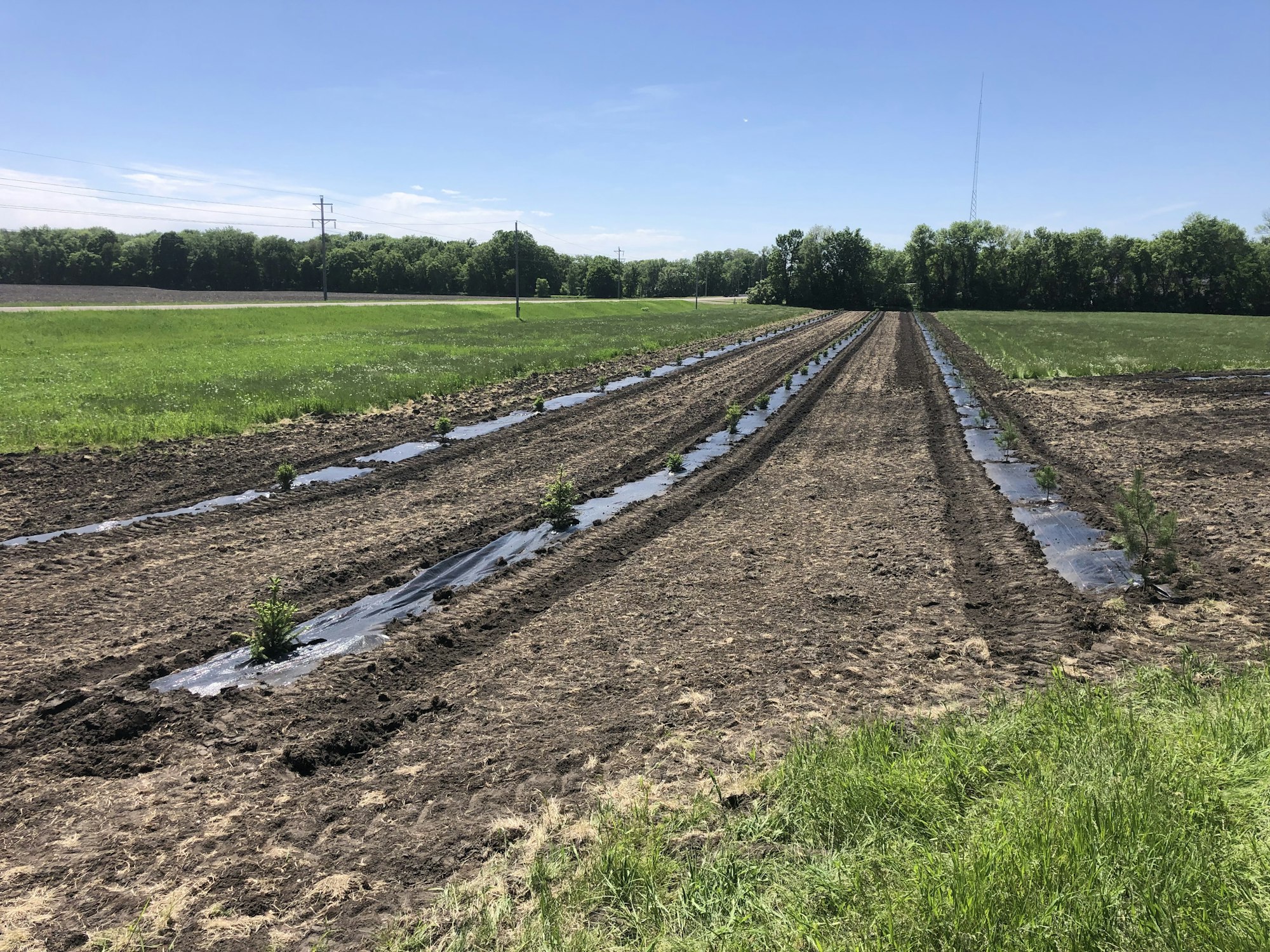 A farm field with rows of crops, plastic mulch, and irrigation, surrounded by green grass and trees under a blue sky.