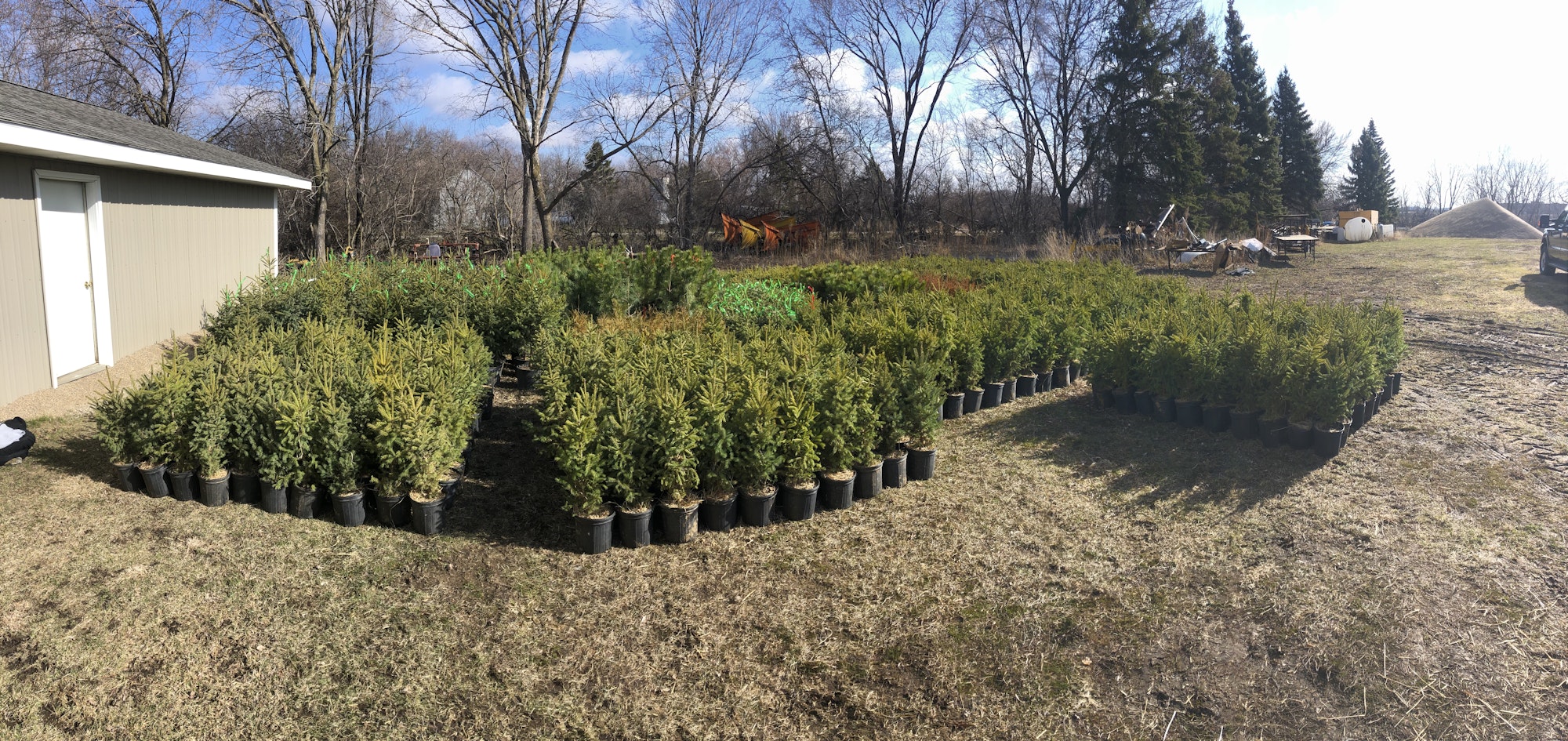 Rows of young evergreen trees in pots, a shed, and equipment in the background.
