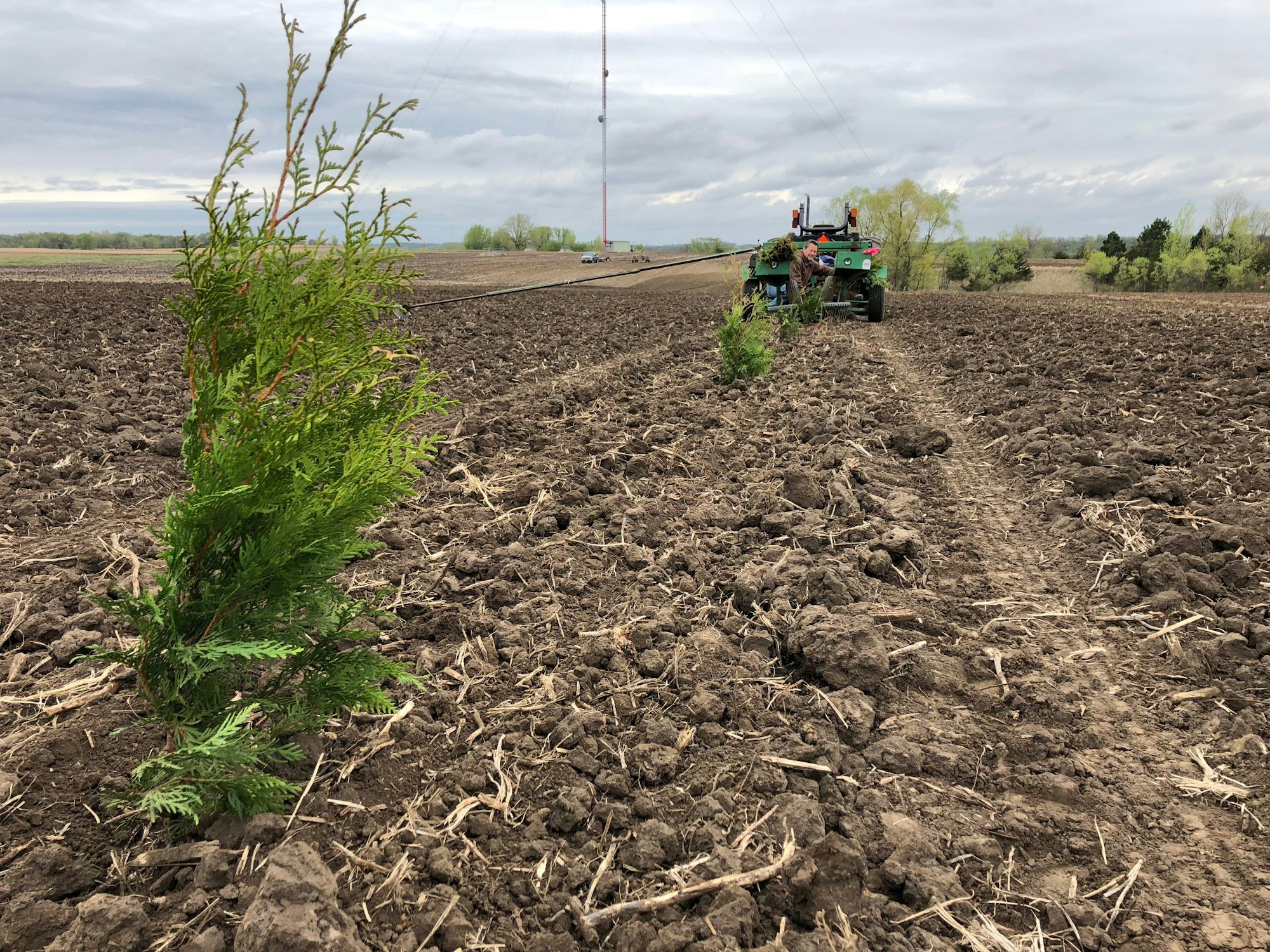 A plowed field with a tractor in the distance and a single plant in the foreground. Cloudy sky above.