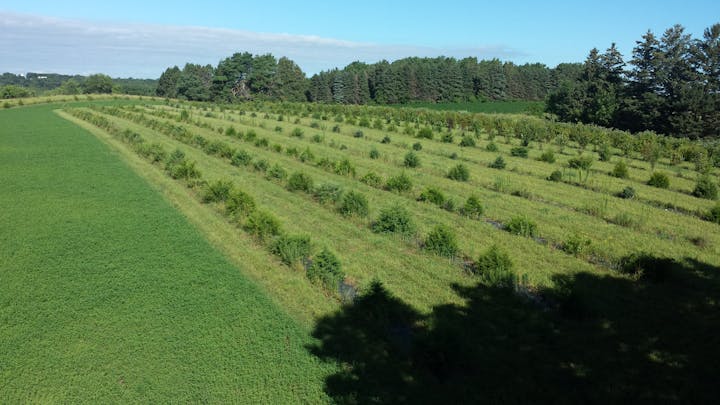 Rural landscape with rows of young trees and green ground cover, possibly a tree farm, under a clear blue sky.