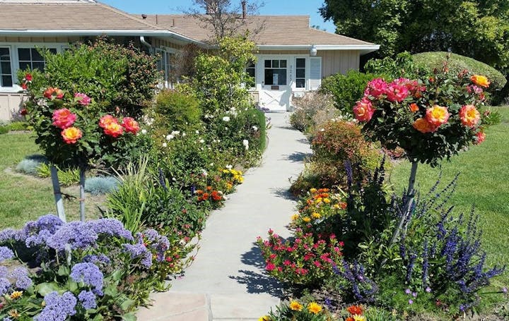 May contain: outdoors, plant, blossom, geranium, flower, garden, and flagstone