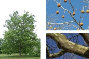 Plants, Trees, Flowers