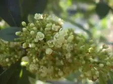 Plants, Trees, Flowers