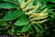 Plants, Trees, Flowers