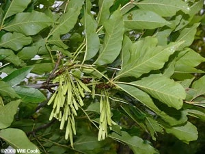 Plants, Trees, Flowers
