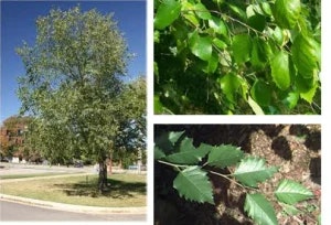 Plants, Trees, Flowers