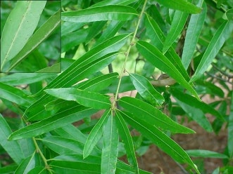 Plants, Trees, Flowers