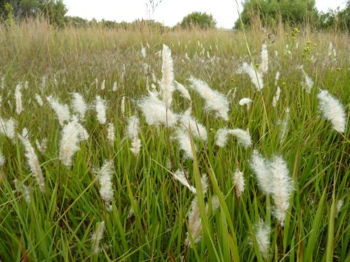 May contain: grass, plant, reed, vegetation, and field