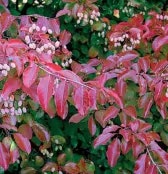 Plants, Trees, Flowers