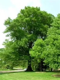 Plants, Trees, Flowers