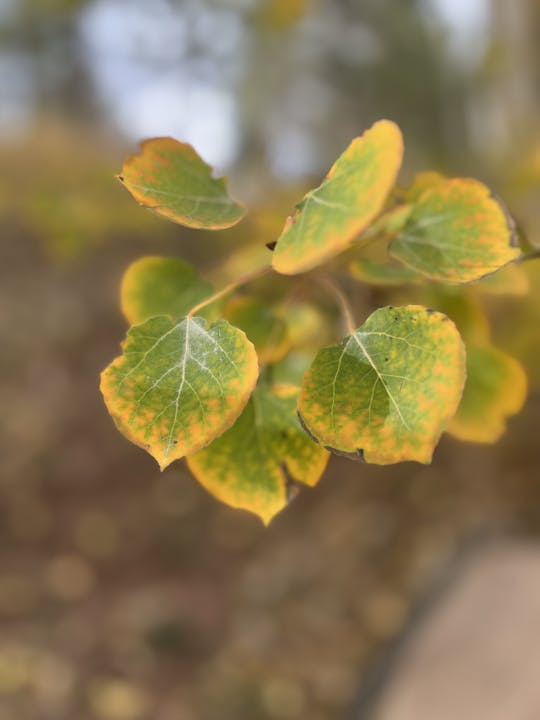 Close-up of autumn leaves turning green to orange with a blurred background.