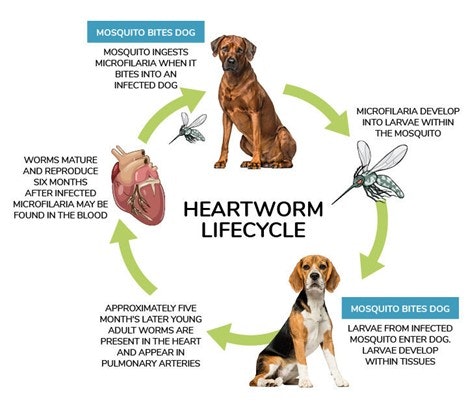 The image illustrates the heartworm lifecycle, showing how mosquitoes transmit larvae between infected dogs.