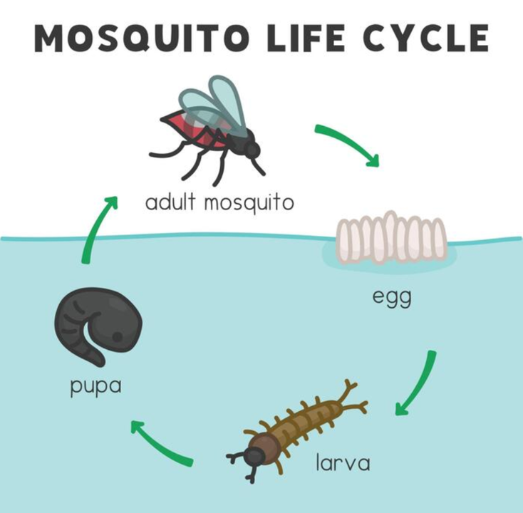 The image illustrates the mosquito life cycle: egg, larva, pupa, and adult mosquito.