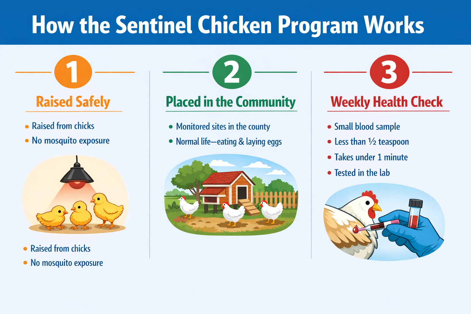 The image explains the Sentinel Chicken Program: raising chickens safely, placing them in communities, and conducting weekly health checks.