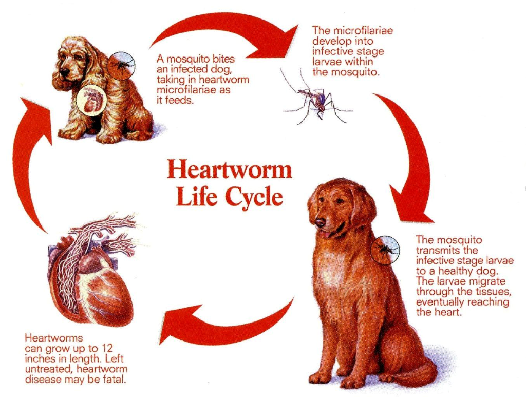 heartworm life cycle diagram