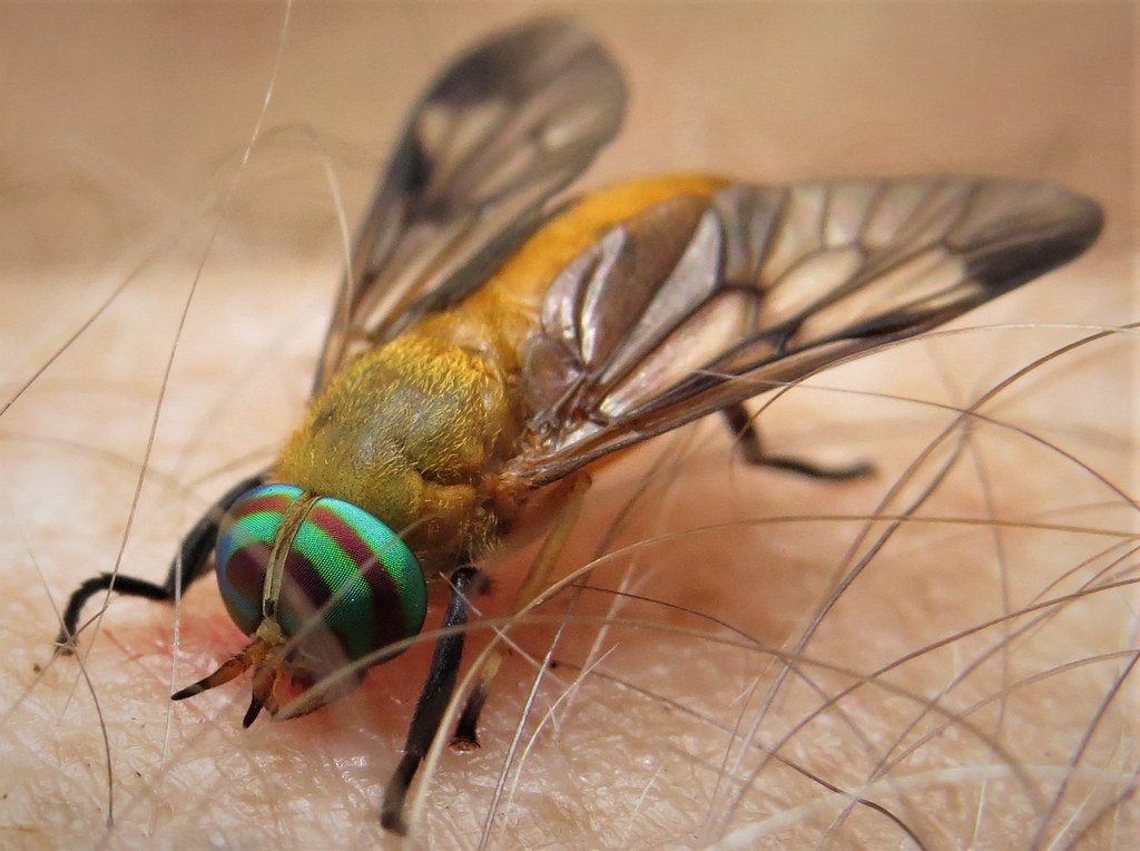 Picture of a Yellow Fly