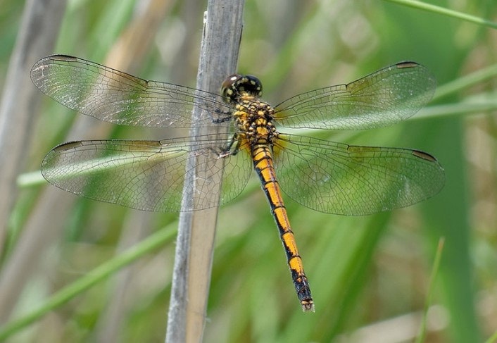 A close-up of a dragonfly perched on a stalk with green grass in the background. Its body features vibrant yellow and black markings.
