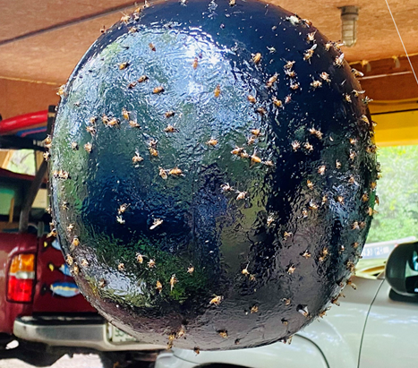 A round, shiny black object covered in numerous small insects, possibly a decorative ball or a trap, hanging in a garage.