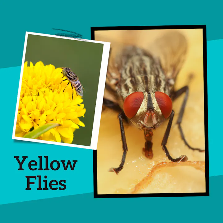 South Walton County Mosquito Control District