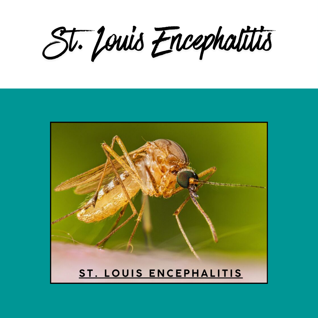 The image features a mosquito and the text "St. Louis Encephalitis," highlighting the connection between the mosquito and the disease.
