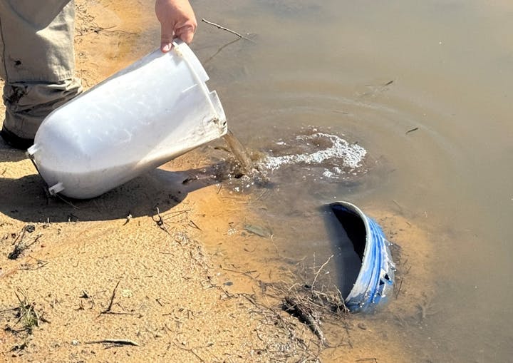 Gambusia (aka mosquito fish) being placed in water with abundance of mosquito larvae.